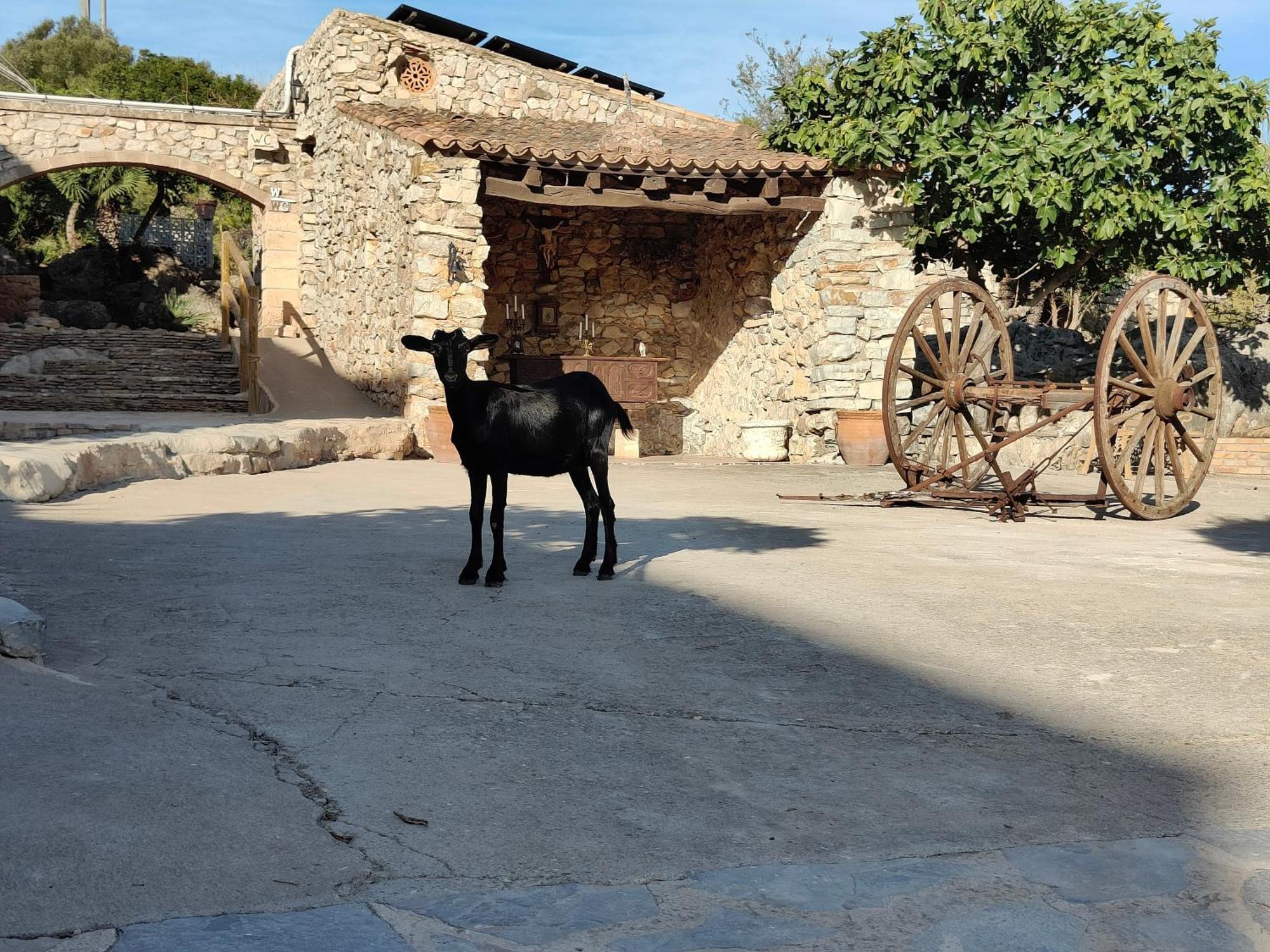 Agroturismo Sa Duaia Arta Exterior photo